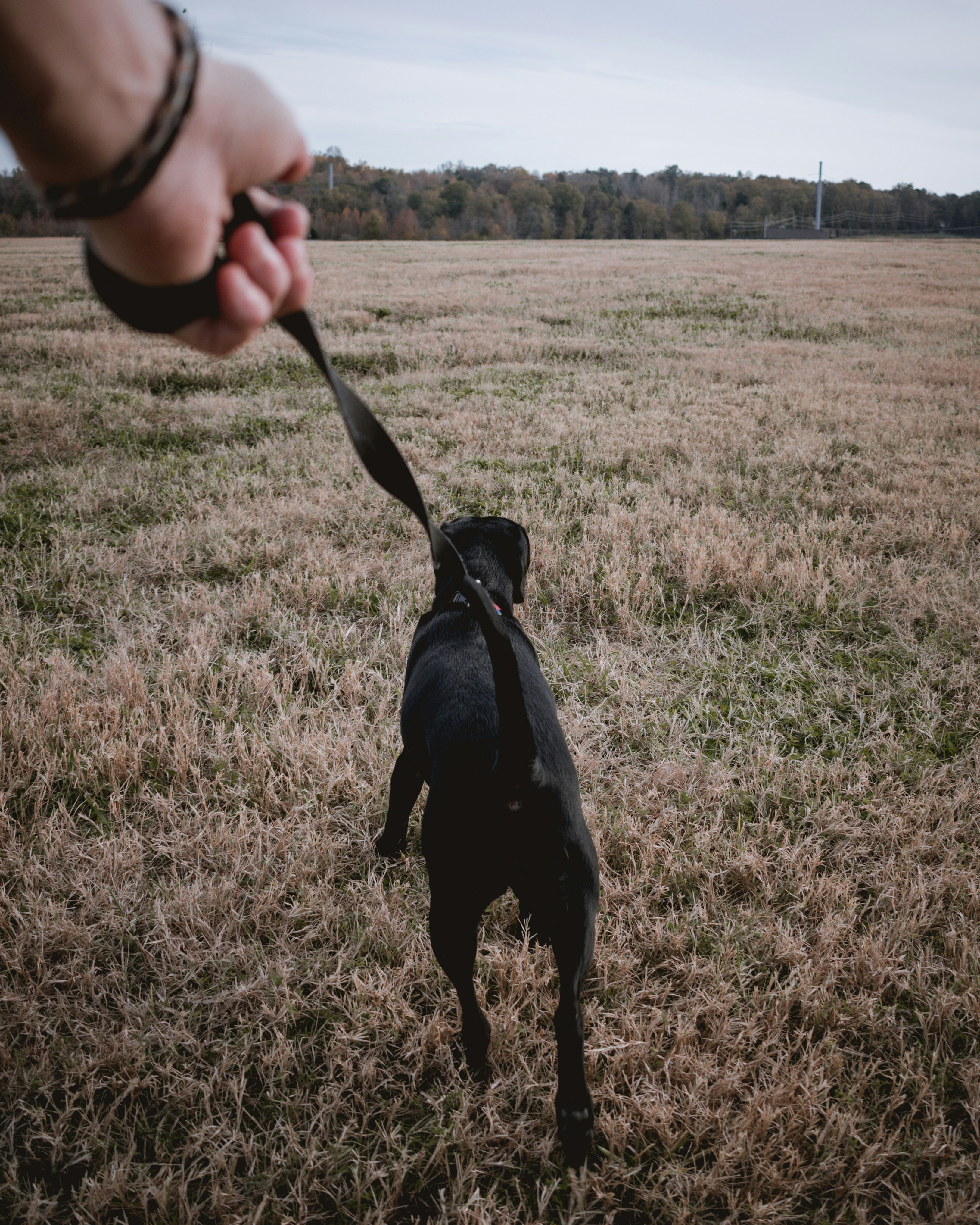 big black dog pulling on leash