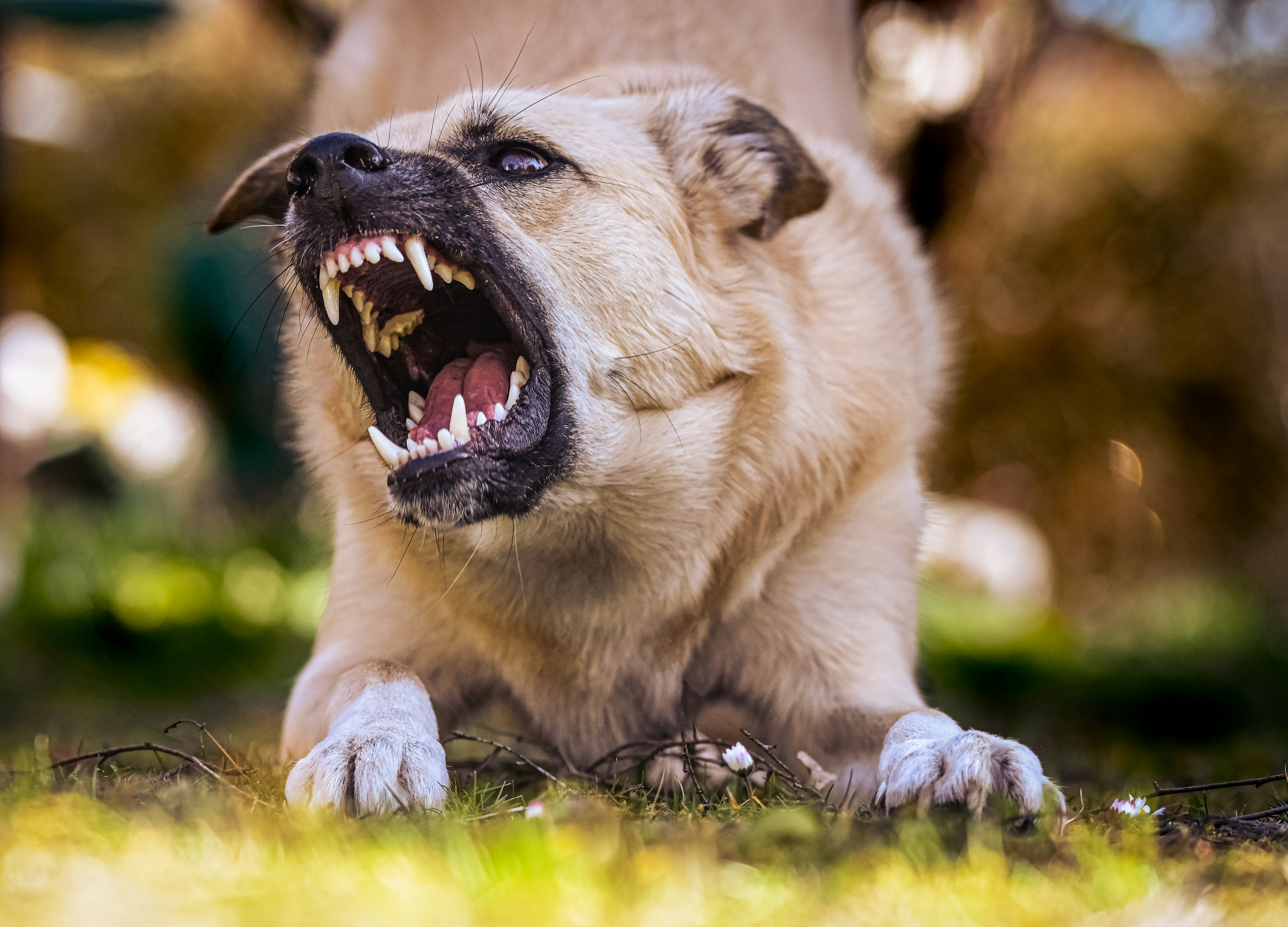 growling small white and brown dog