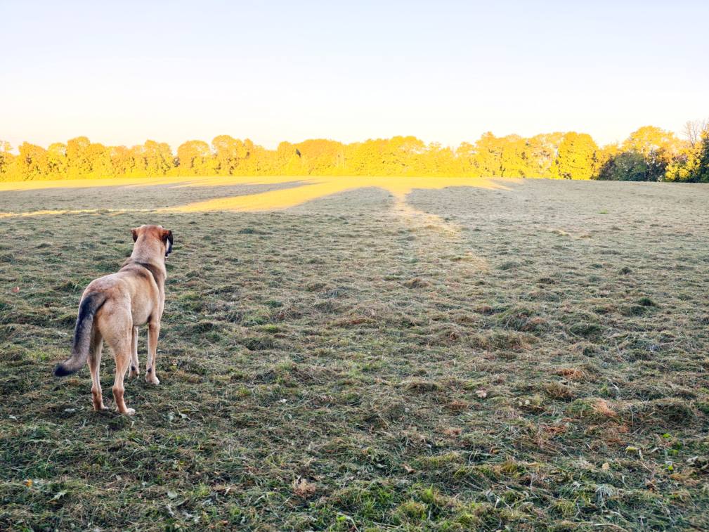 Dog running in a field